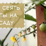 Kdy zaseje rajčata v sazenice v 2021